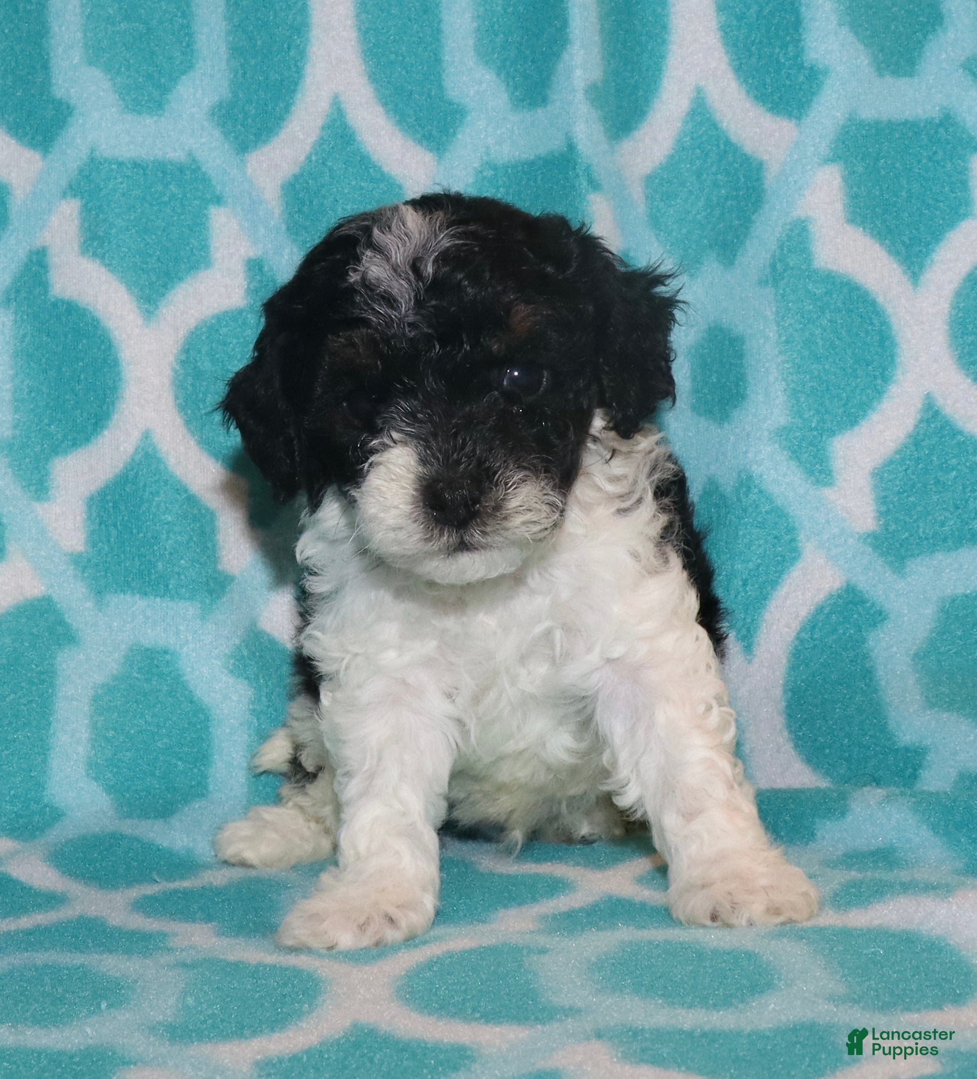 Miniature Poodle dogs Harlee’s Bk&W male - Ad 17