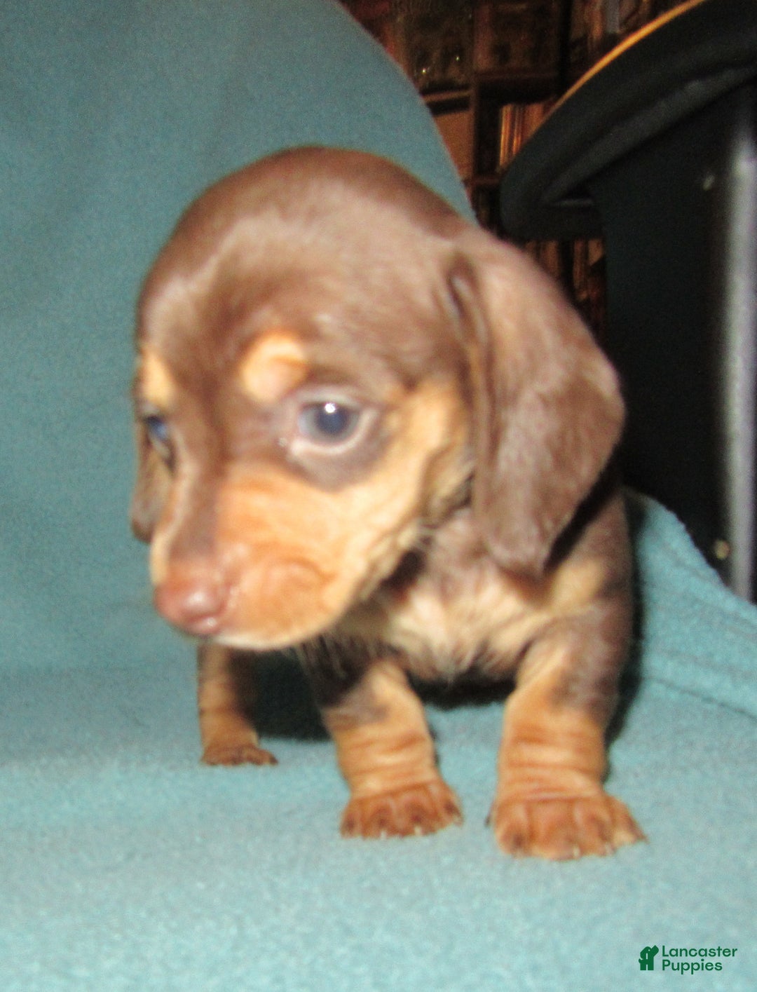 Dachshund dogs for sale: Dachshund Puppy 1 - Ad 3