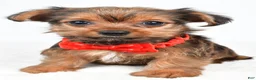 Yorkshire Terrier dogs for sale: Waldo - Ad 7