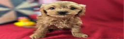 Cockapoo dogs for sale: Girdle - Ad 2