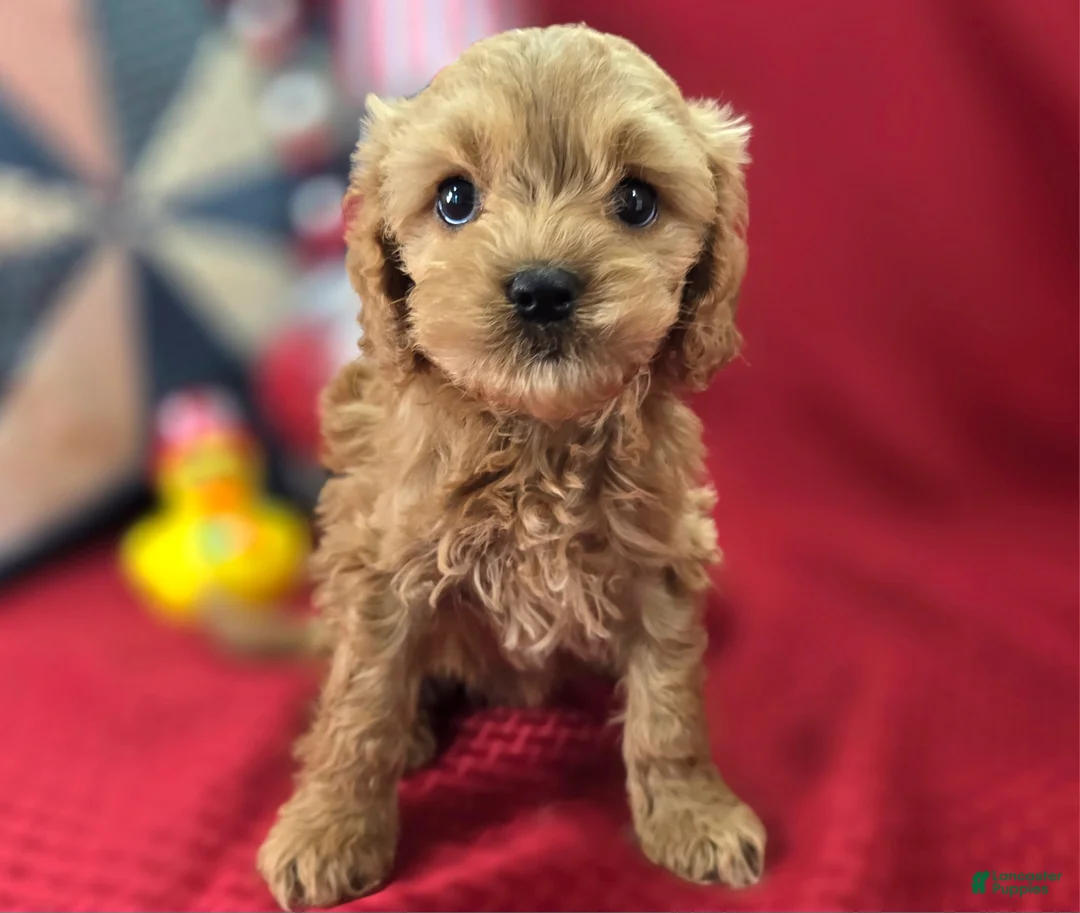 Cockapoo dogs for sale: Girdle - Ad 2