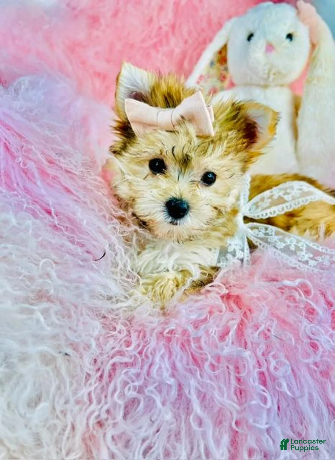 Morkie dogs for sale: Teacup Morkie 1 - Ad 2