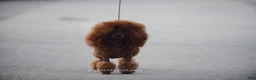 Toy Poodle dogs for sale: Elodie Red Teacup - Ad 13