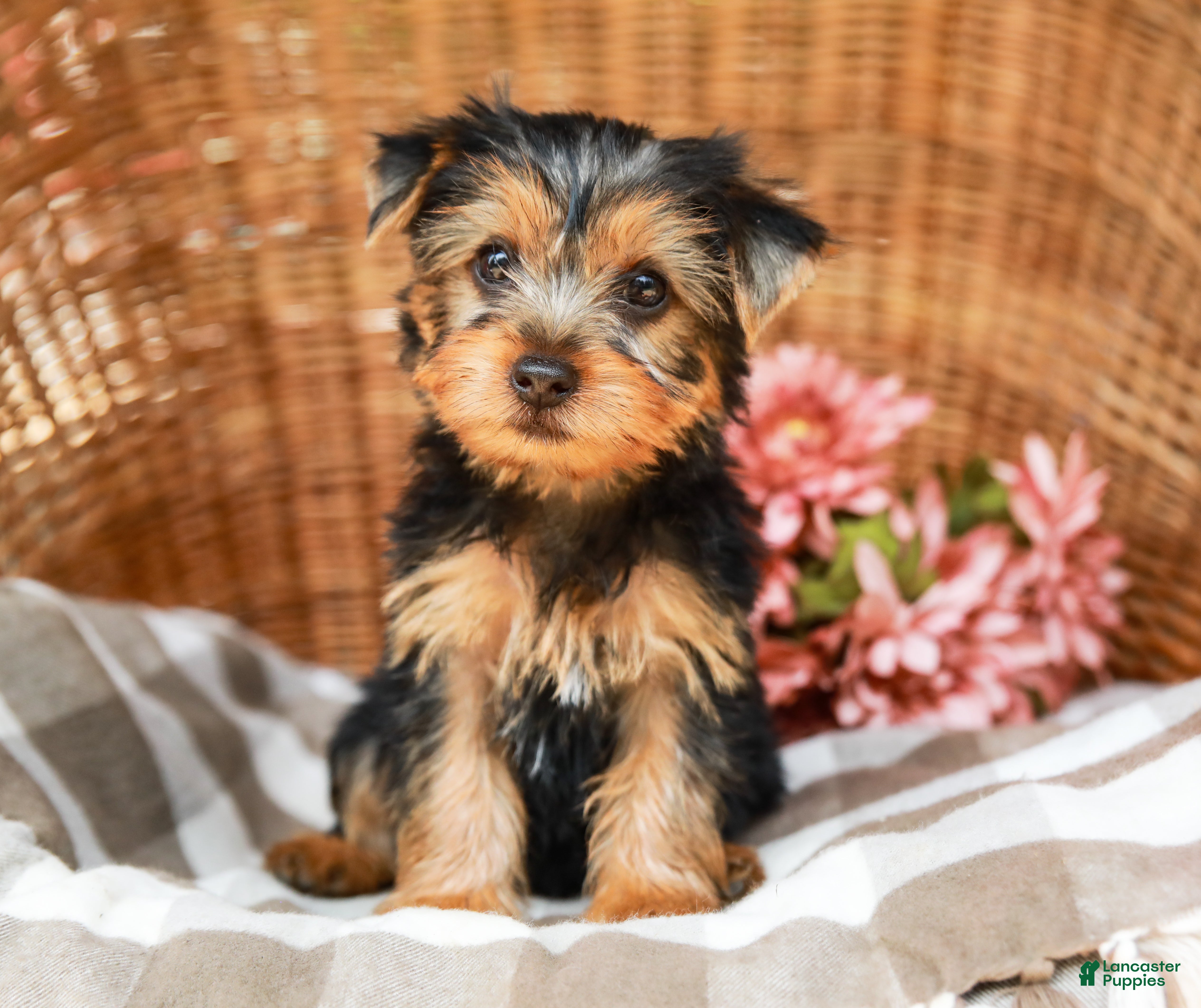 Yorkshire Terrier dogs Mocha - Ad 1