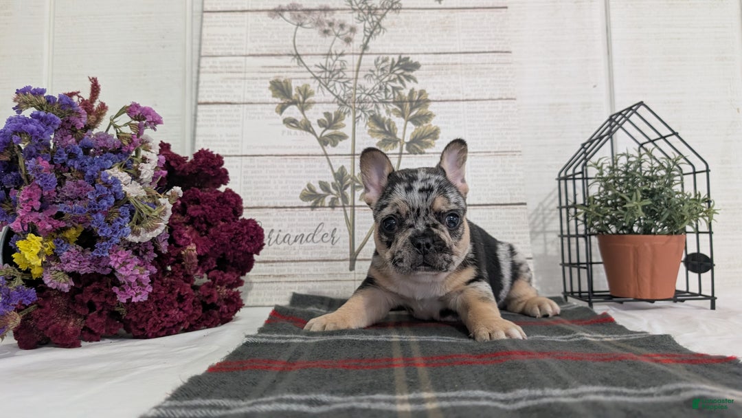 French Bulldog dogs for sale: Shiloh - Ad 4