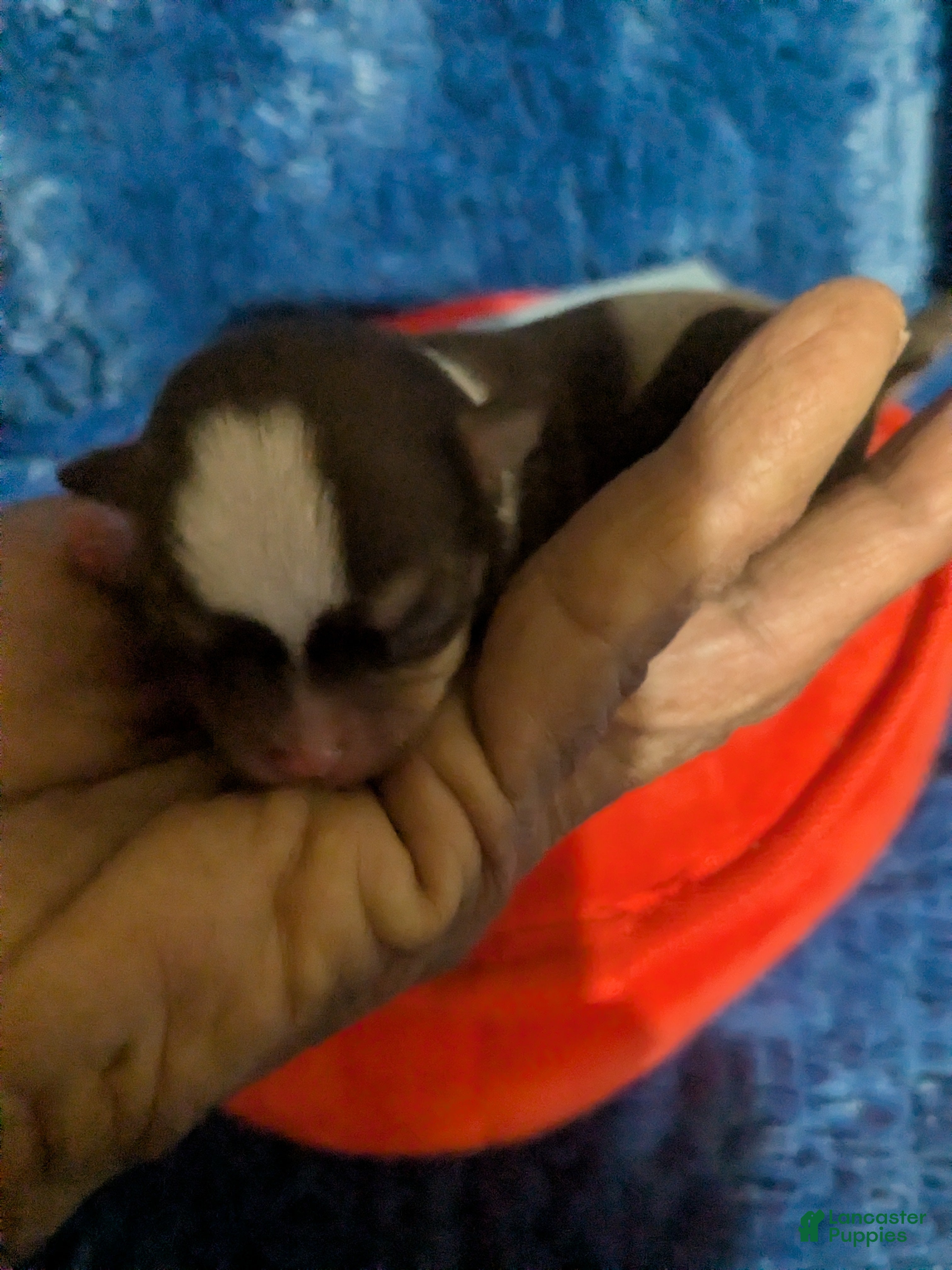 Chihuahua dogs for sale: Fievel Mousekowitz    - Ad 3