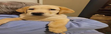 Labrador Retriever 2