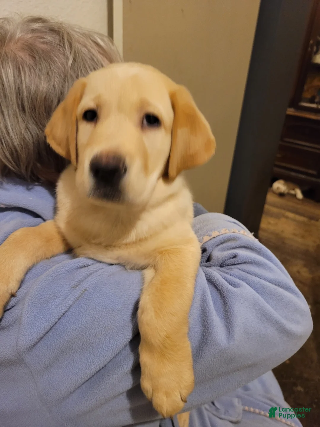 Labrador Retriever dogs for sale: Labrador Retriever 2 - Ad 1