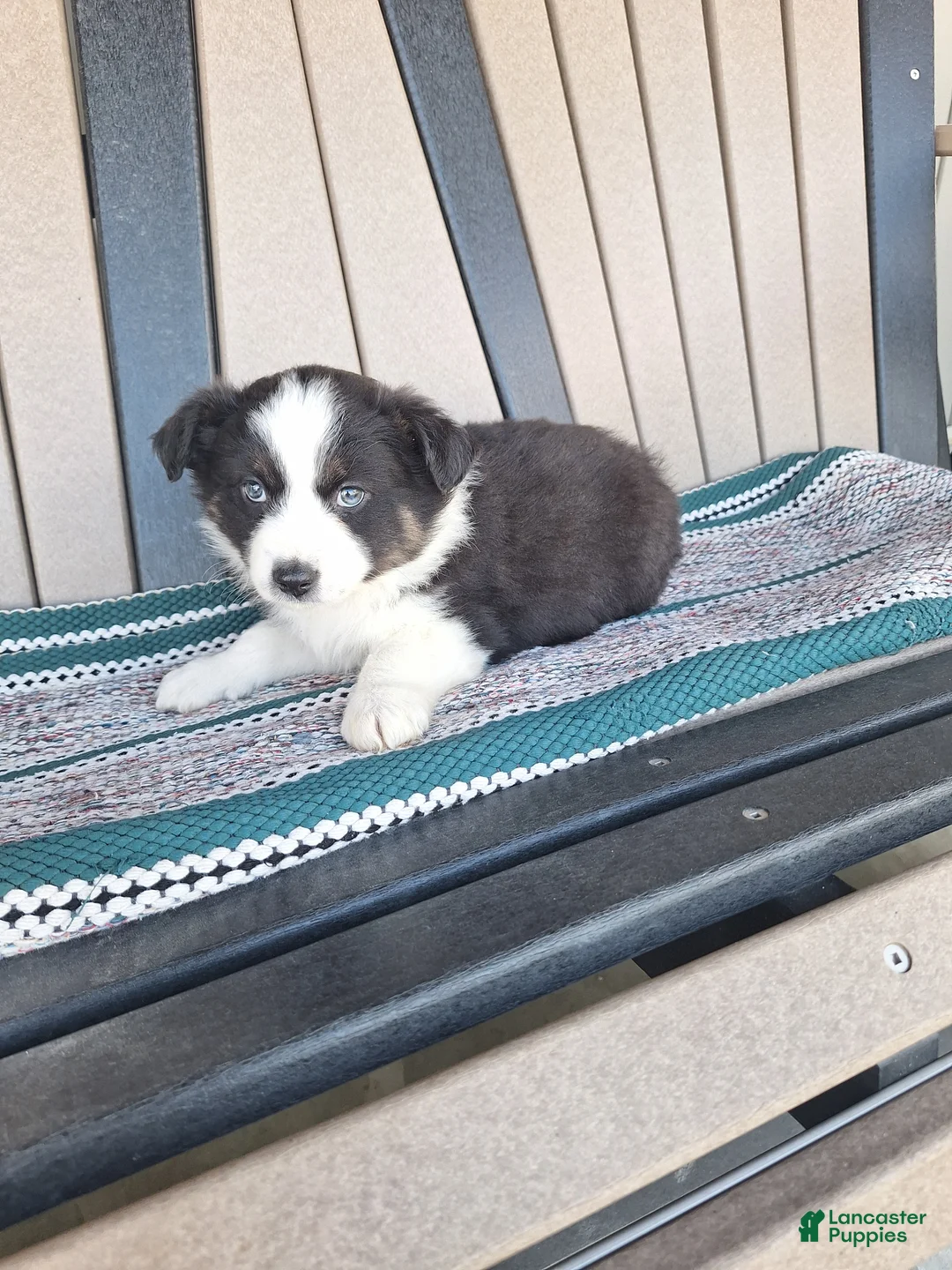 Miniature Australian Shepherd dogs for sale: Milo - Ad 1