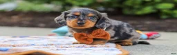 Miniature Dachshund dogs for sale: Dallas - Ad 5