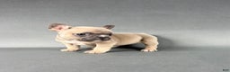 French Bulldog dogs for sale: Willow  - Ad 2