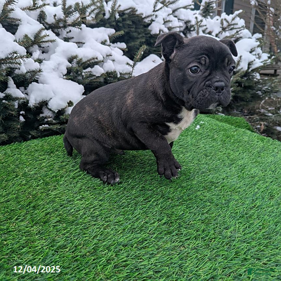 Frenchton dogs for sale: Bravo - Ad 4