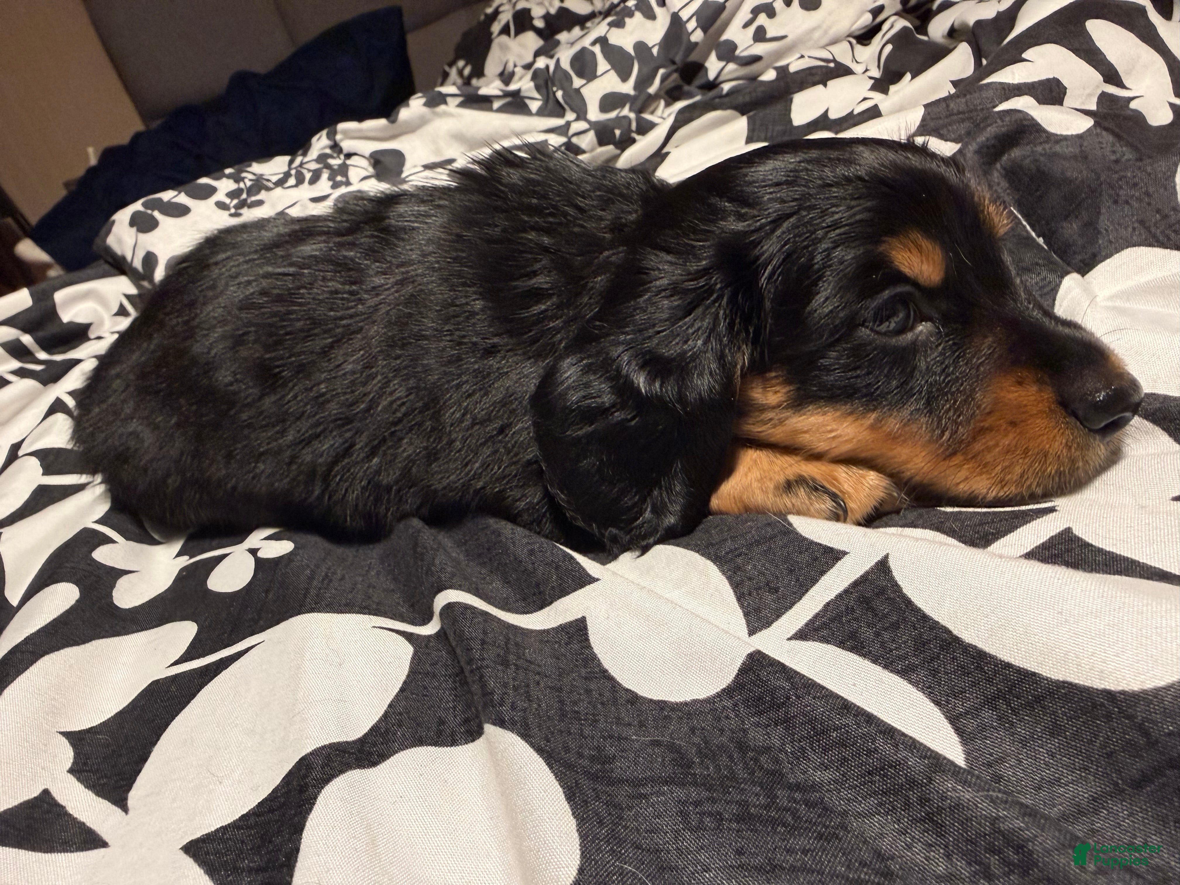 Miniature Dachshund dogs Cinnabon  - Ad 2