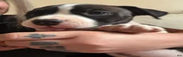 American Bully dogs for sale: Lillie - Ad 8