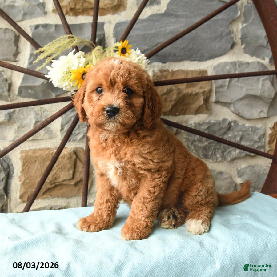 Mixed Breed dogs Link - Ad 2