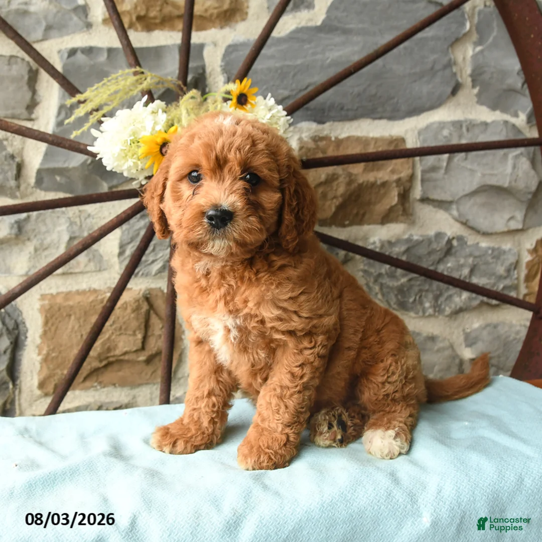 Mixed Breed dogs for sale: Link - Ad 2