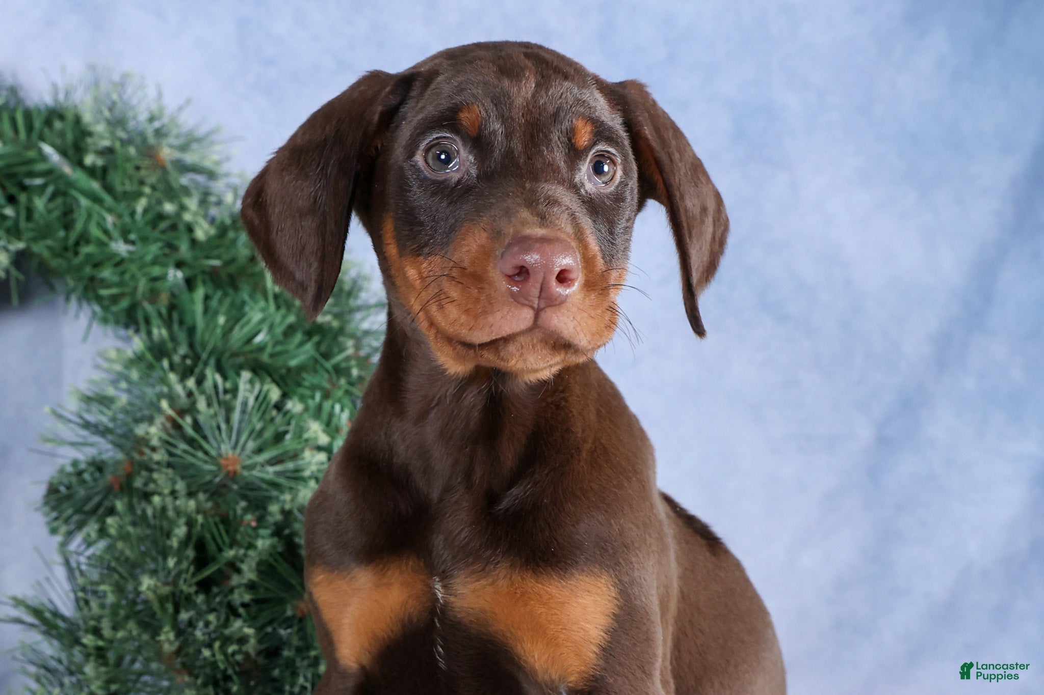 Doberman Pinscher dogs TOBY - Ad 37