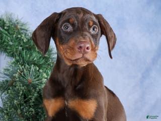 Doberman Pinscher dogs TOBY - Ad 21