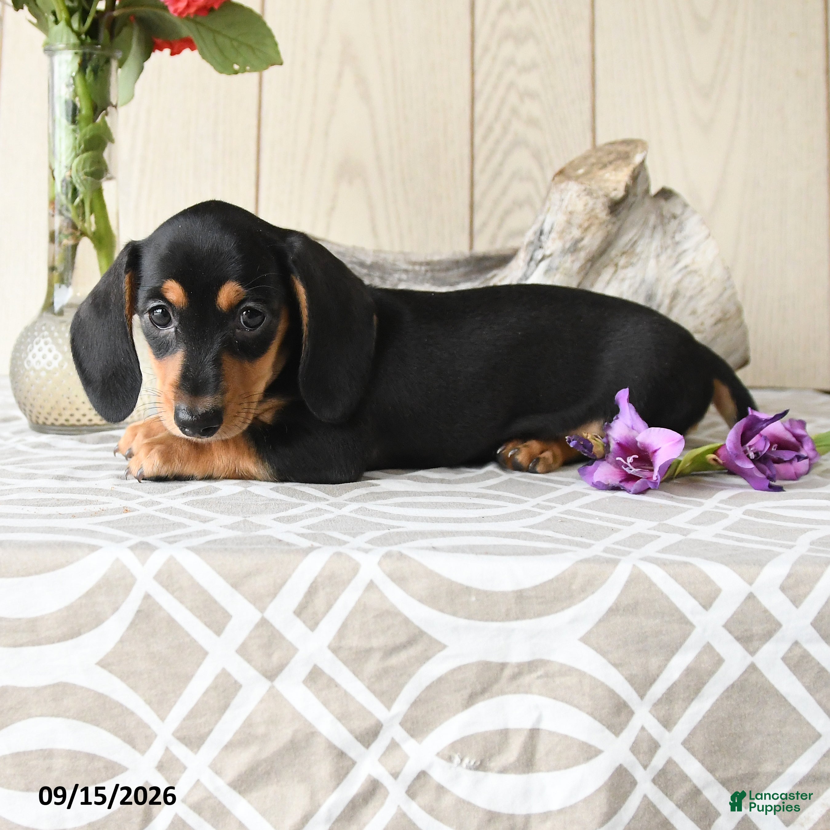 Miniature Dachshund dogs Molly - Ad 1