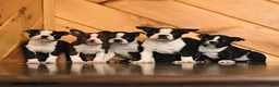 Boston Terrier dogs for sale: Clark - Ad 5