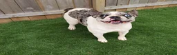French Bulldog dogs for sale: Chadwick - Ad 5