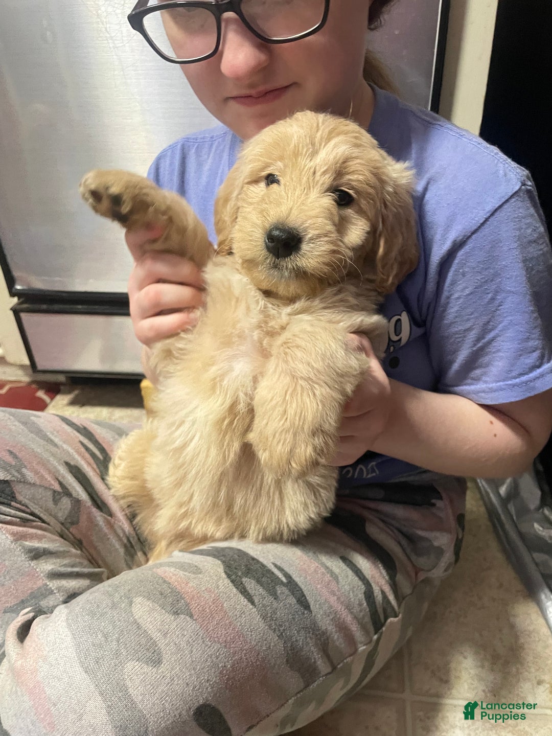 Goldendoodle dogs for sale: Goldendoodle Puppy 2 - Ad 2