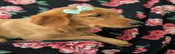 Golden Retriever dogs for sale: Abbie AKC Reg - Ad 5