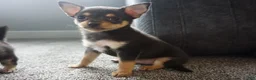 Chihuahua dogs for sale: Lilly - Ad 4