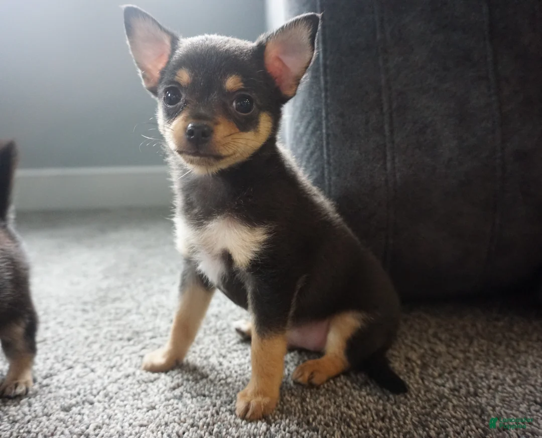Chihuahua dogs for sale: Lilly - Ad 4