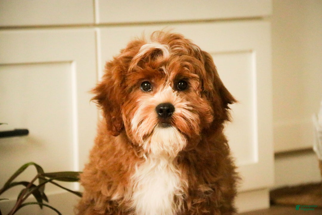 Cavapoo dogs for sale: Kohen - Ad 3