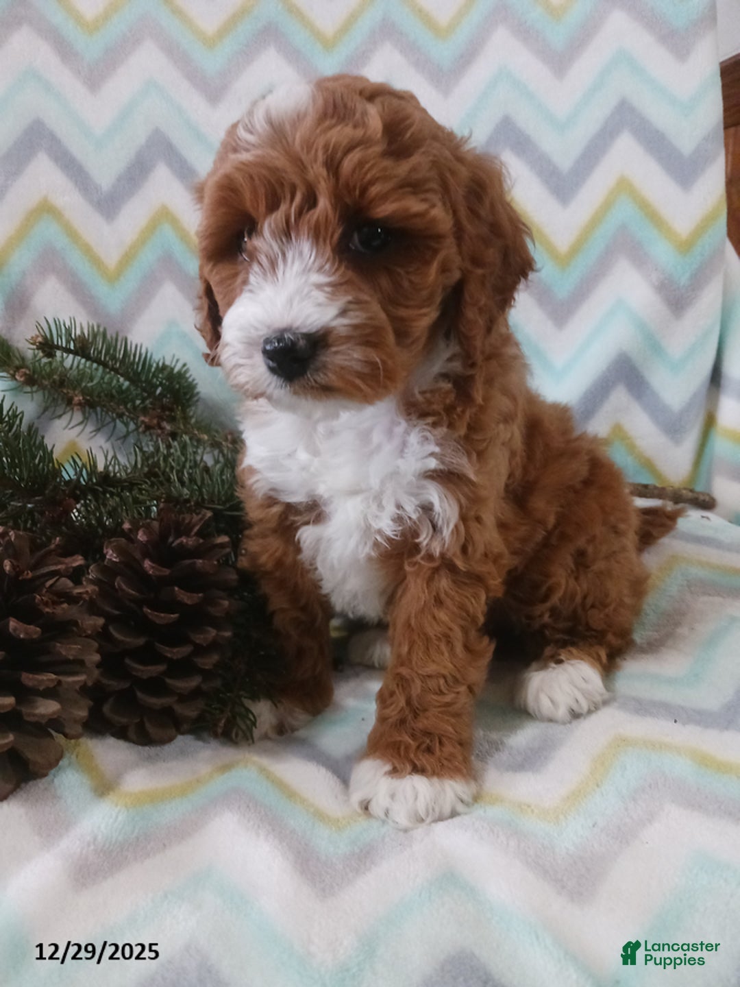 Cockapoo dogs for sale: Dominick - Ad 4