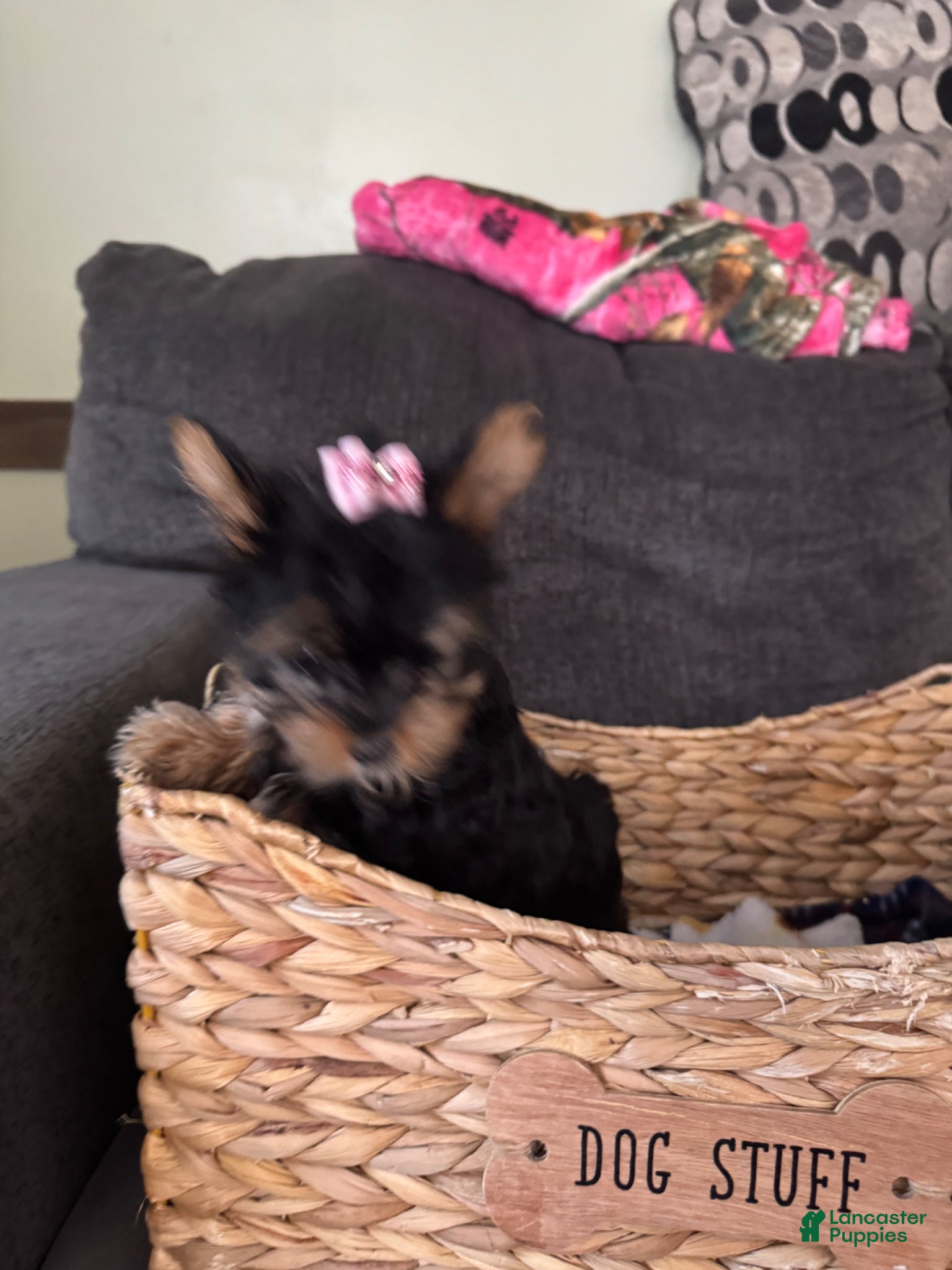 Yorkshire Terrier dogs Yorkshire Terrier Little Lady  - Ad 1