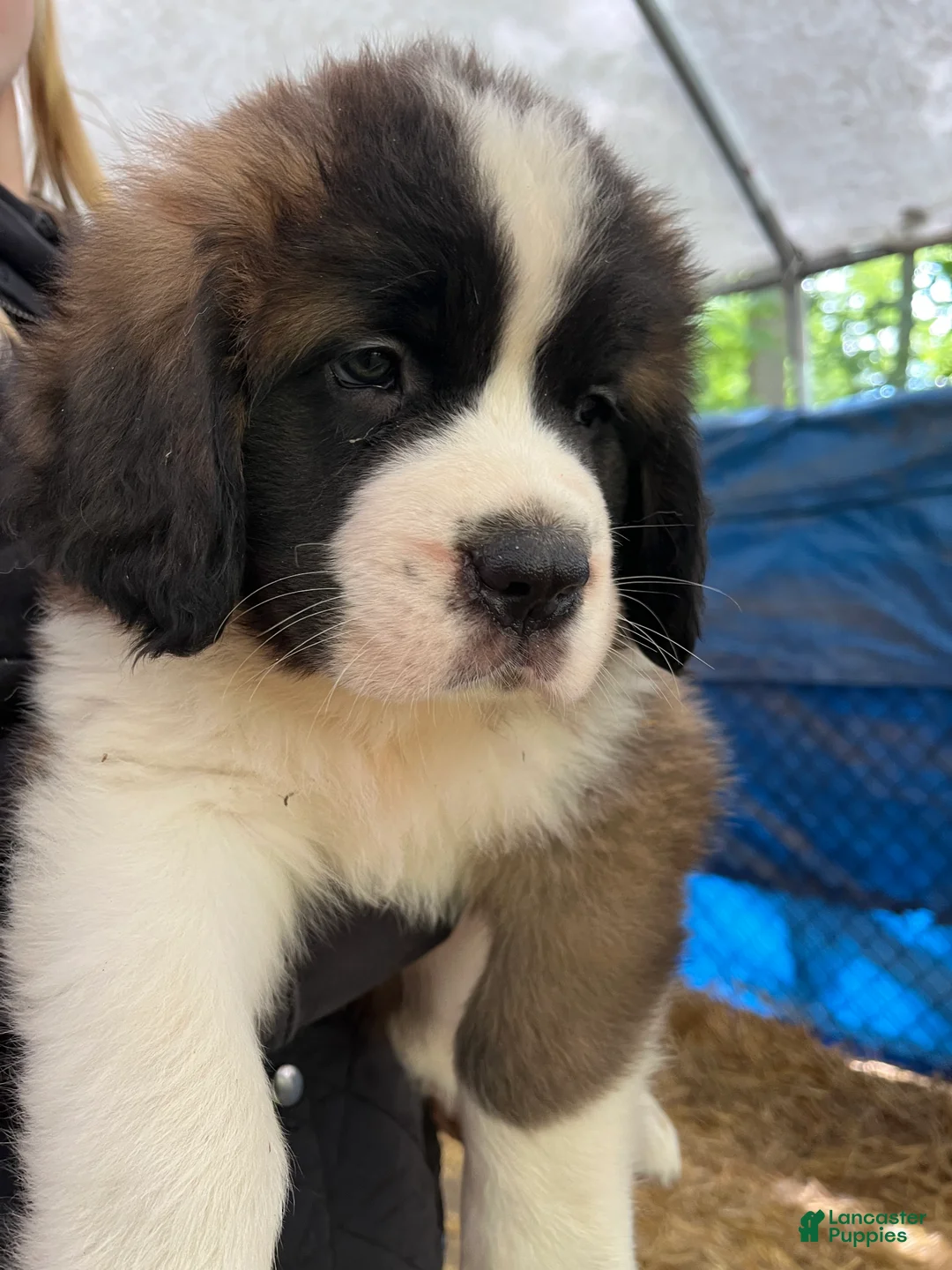 Saint Bernard dogs for sale: Saint Bernard 7 Eddie - Ad 1