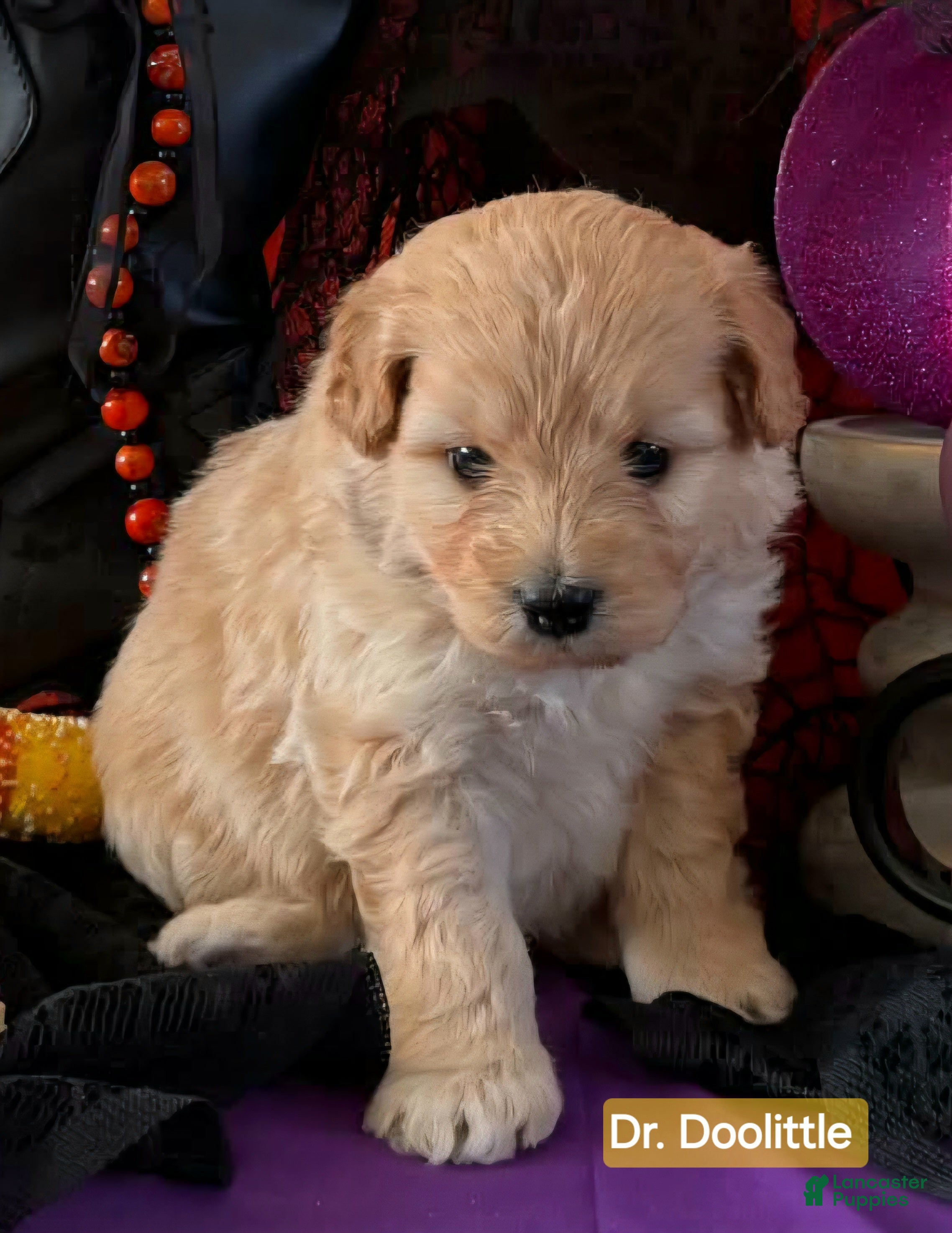 Mixed Breed dogs for sale: Samoyed - Poodle Doodle Sammypoo 1 - Ad 1
