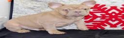 French Bulldog dogs for sale: Dustin - Ad 5