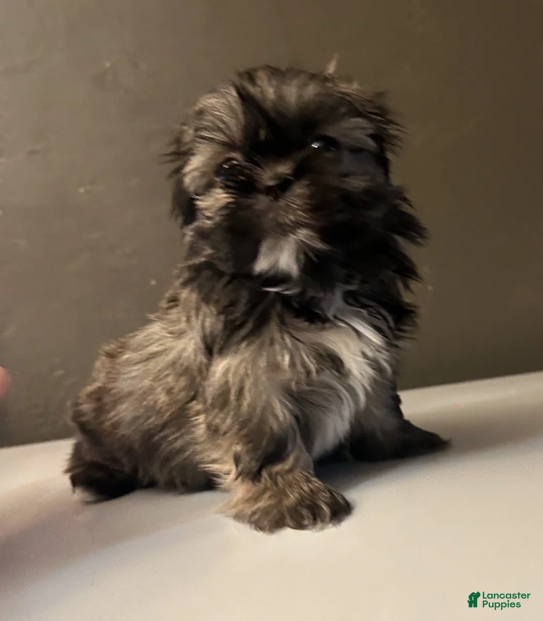 Shih Tzu dogs for sale: Shih Tzu 2 - Ad 1