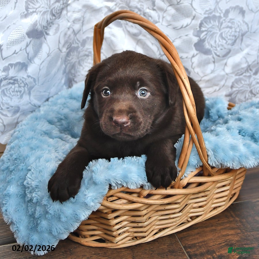 Labrador Retriever dogs Levi - Ad 42