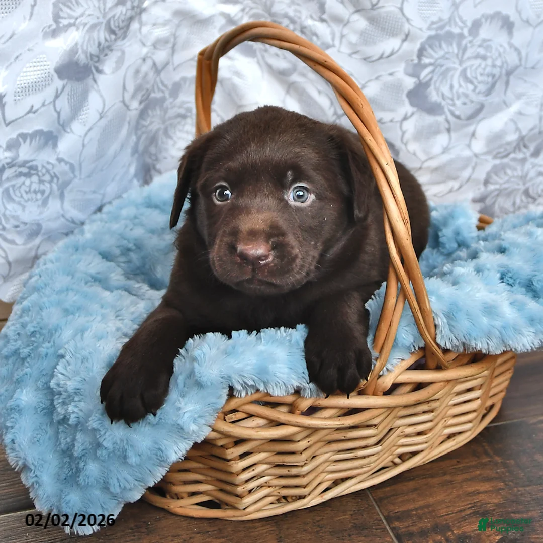 Labrador Retriever dogs for sale: Levi - Ad 1