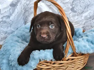 Labrador Retriever dogs Levi - Ad 42