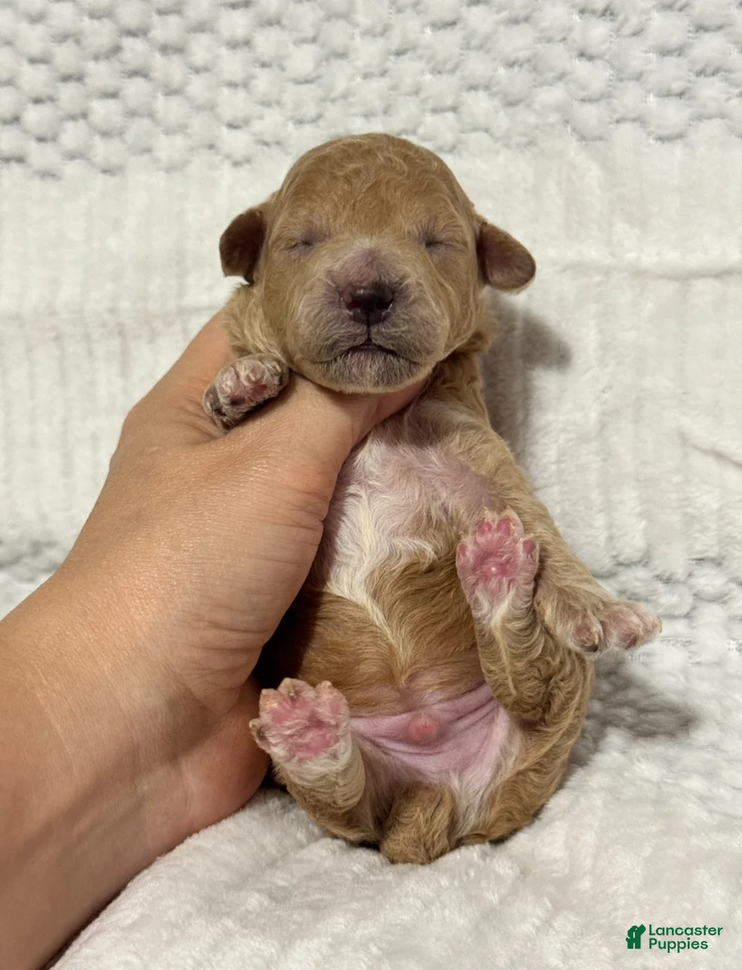Toy Poodle dogs for sale: Christmas Frosty - Ad 2