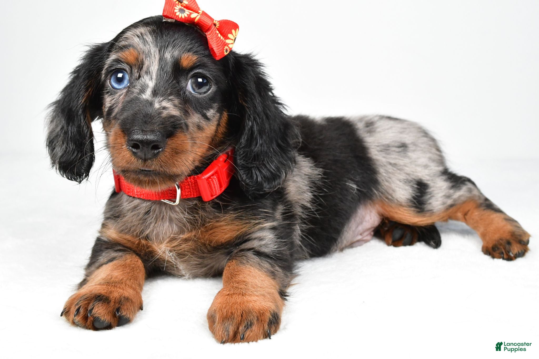 Miniature Dachshund dogs Marshall - Ad 1