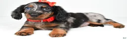 Miniature Dachshund dogs for sale: Marshall - Ad 1