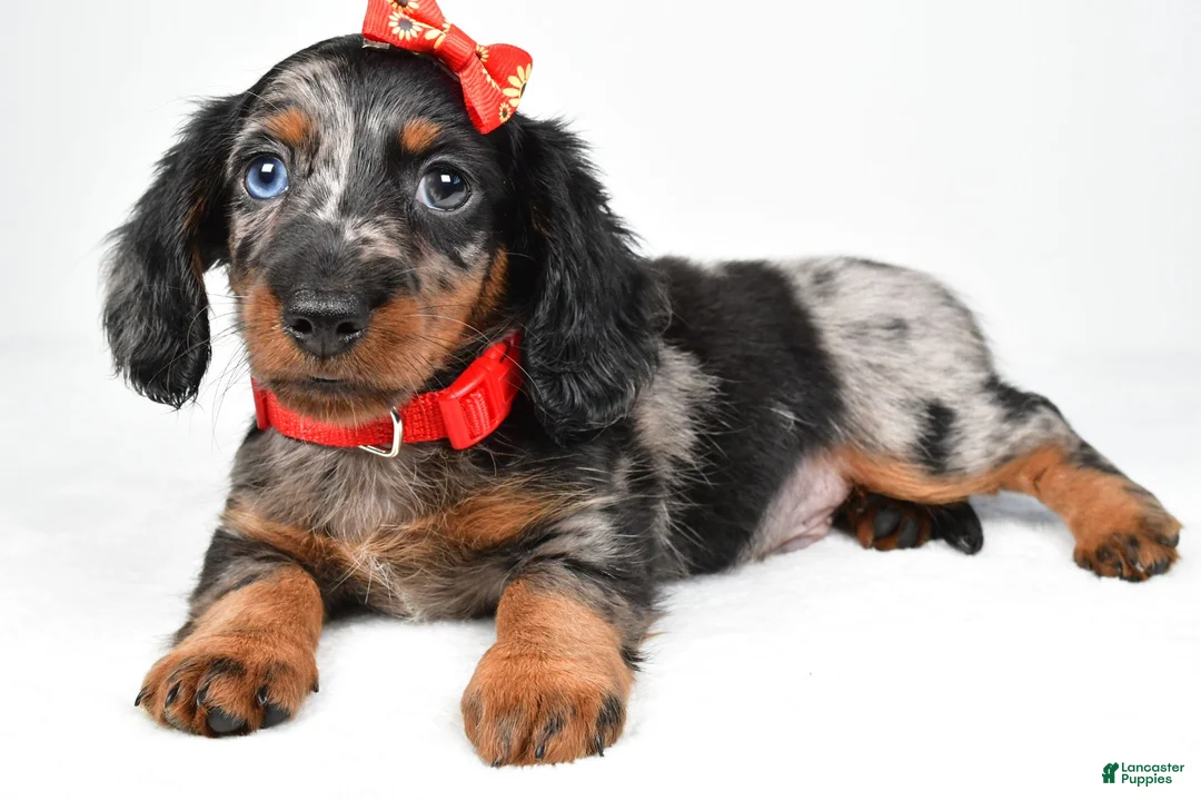Miniature Dachshund dogs for sale: Marshall - Ad 1