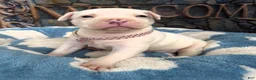 American Bully dogs for sale: "DOLLY PARTON" - Ad 7