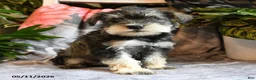 Miniature Schnauzer dogs for sale: Molly - Ad 3