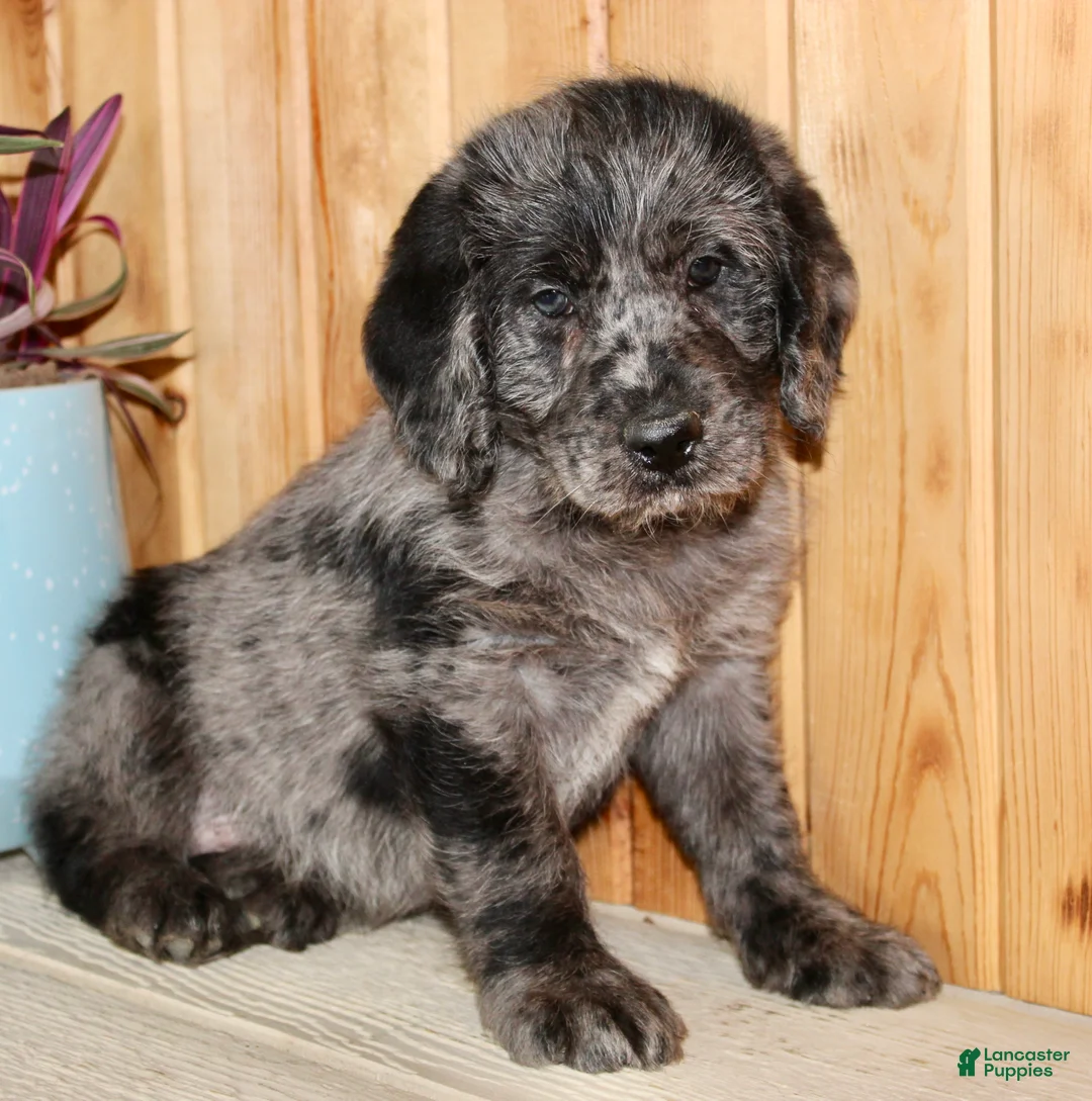 Labradoodle dogs for sale: Arlo - Ad 1