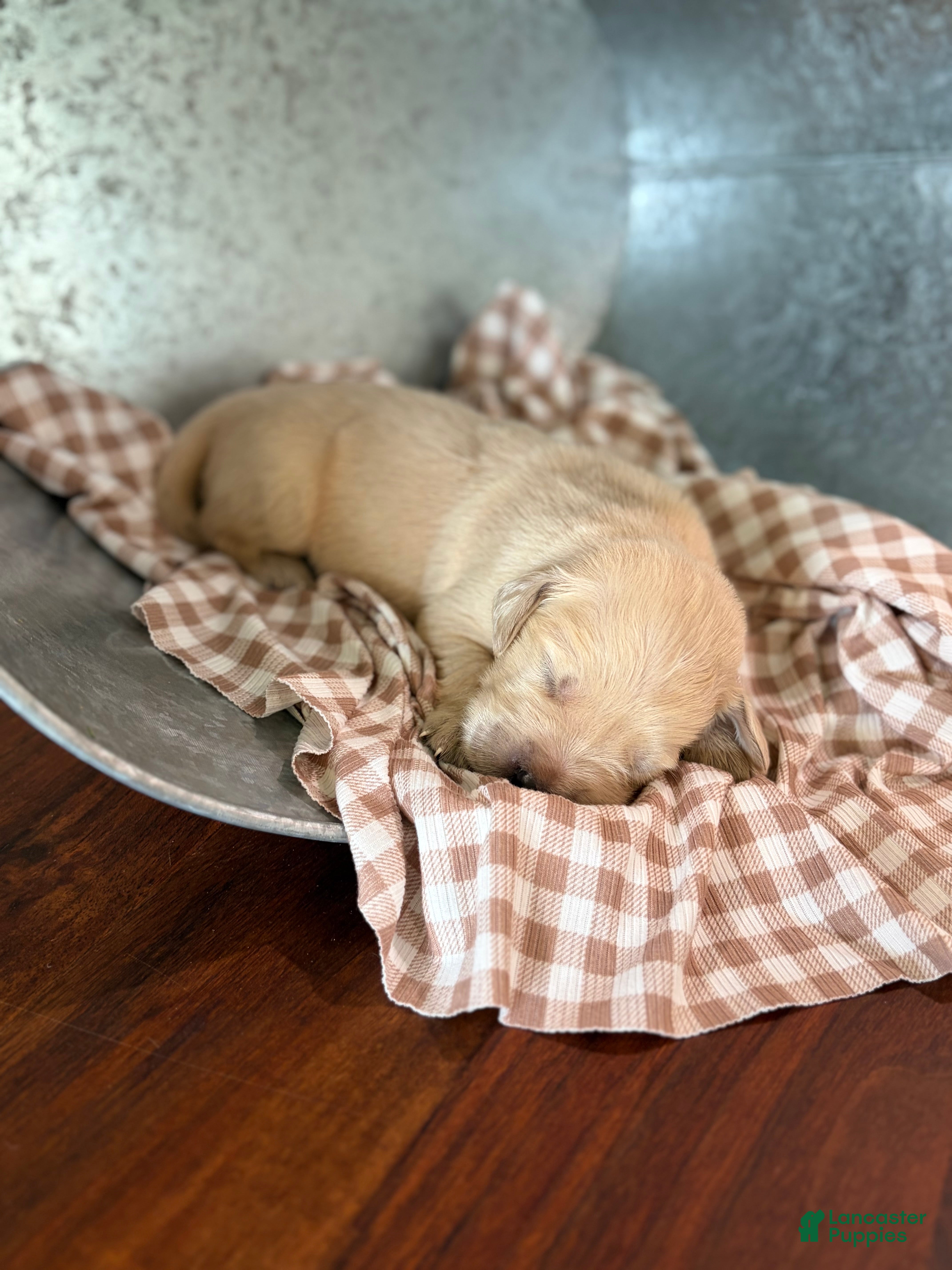 Golden Retriever dogs Golden Retriever 7 - Ad 1