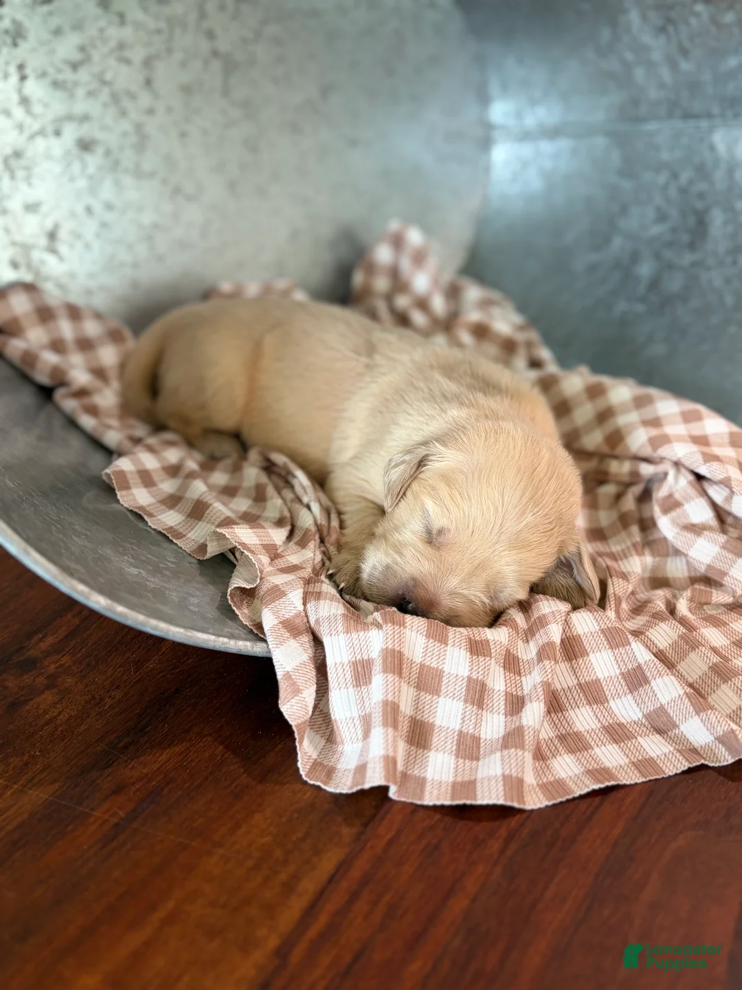Golden Retriever dogs for sale: Golden Retriever 7 - Ad 1