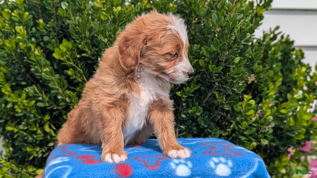 Mixed Breed dogs for sale: Dolly - Ad 2