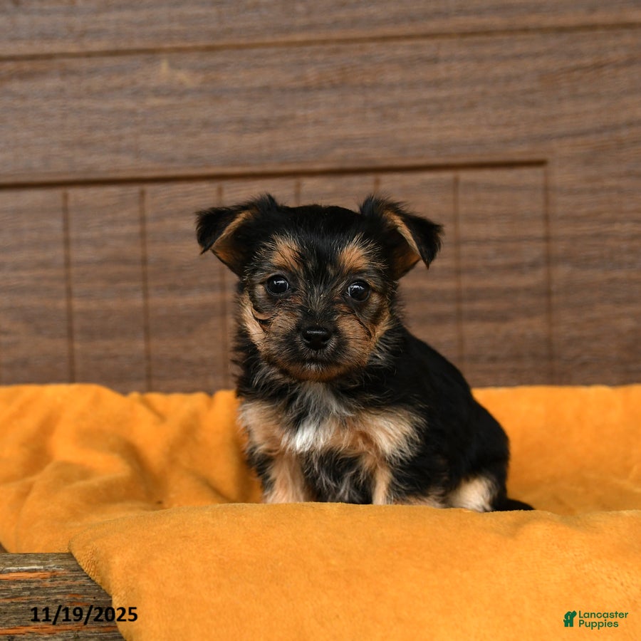Morkie dogs Raisin - Ad 8